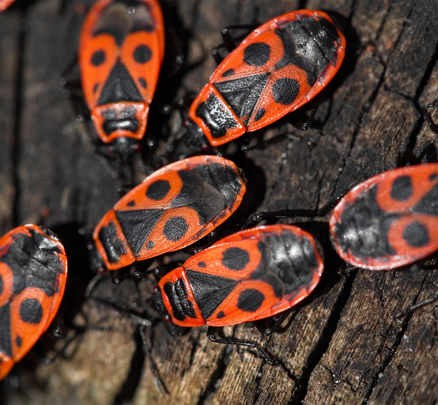 boxelder bugs on tree
