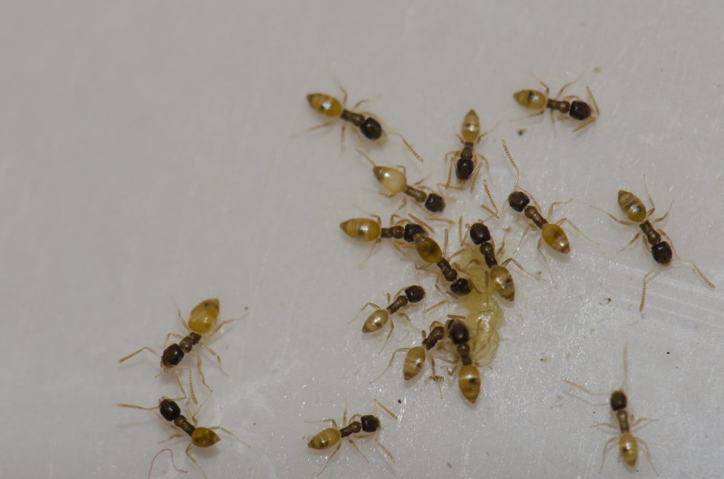 A group of small ants with dark heads and yellowish bodies clustered on a white surface.