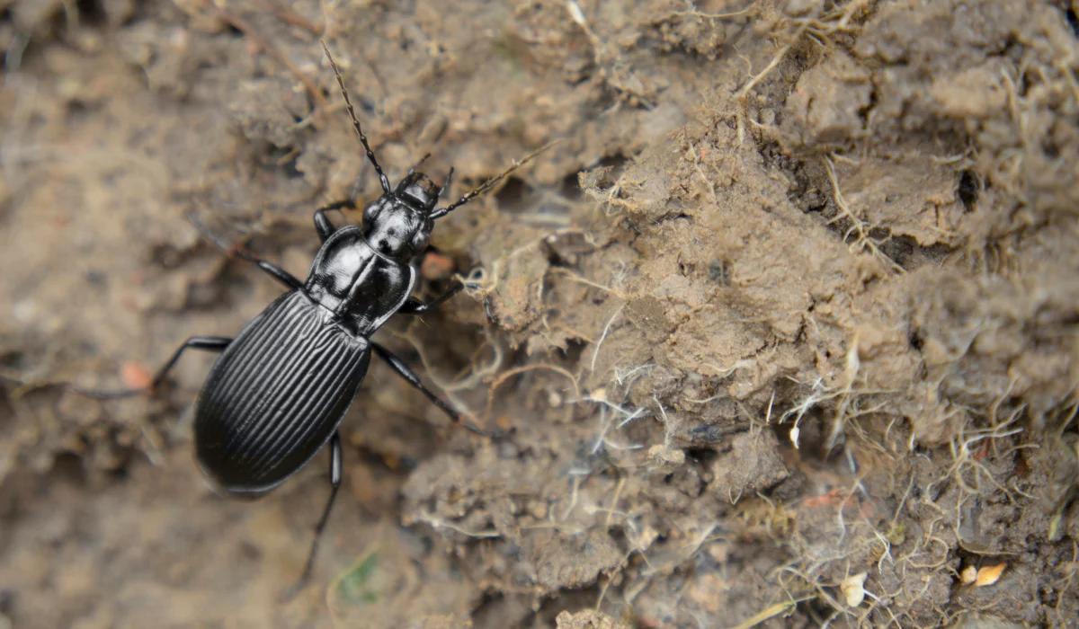 ground-beetle
