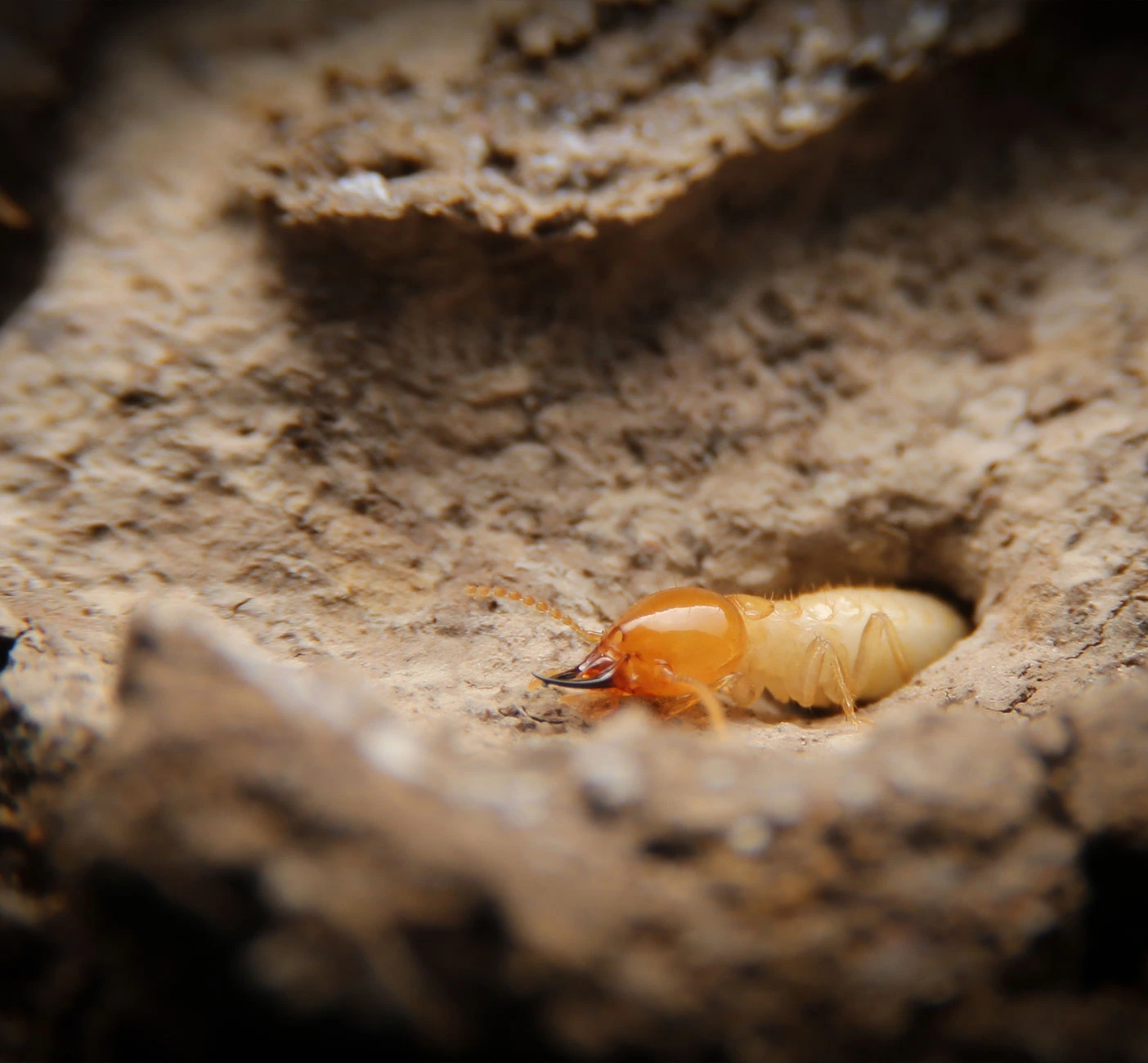 louisian-drywood-termite-control