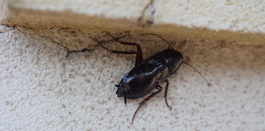louisian oriental cockroach