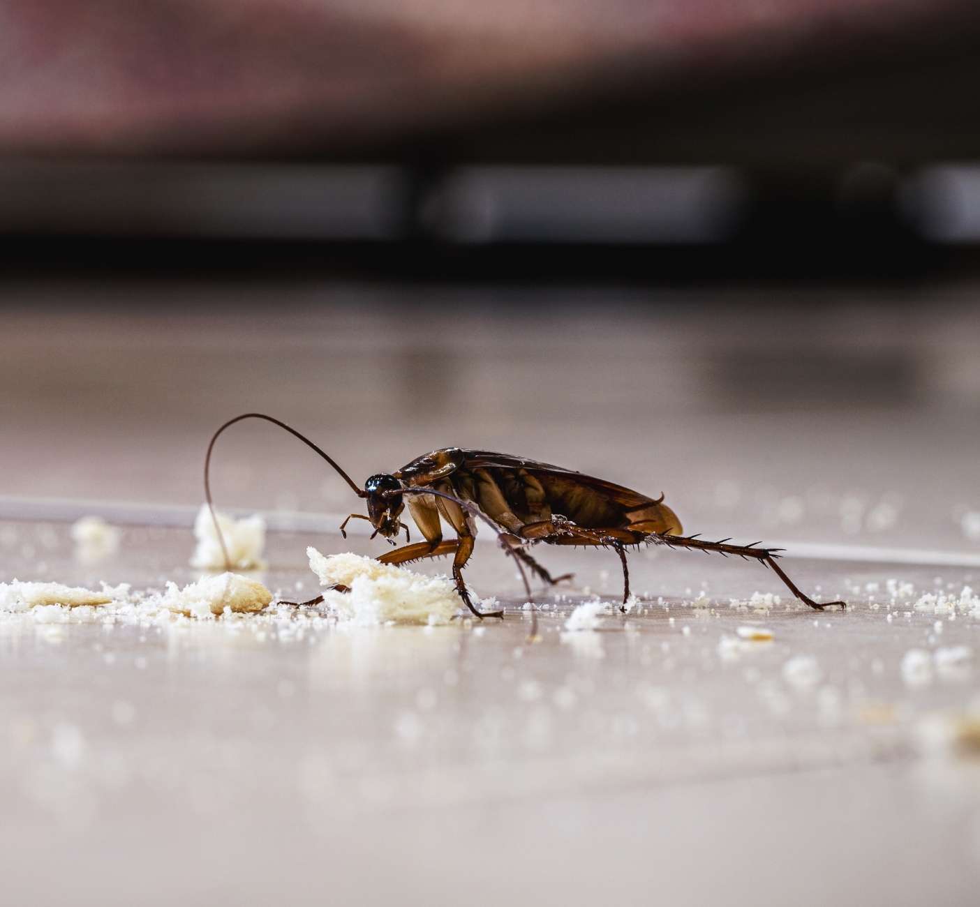 louisiana american cockroach