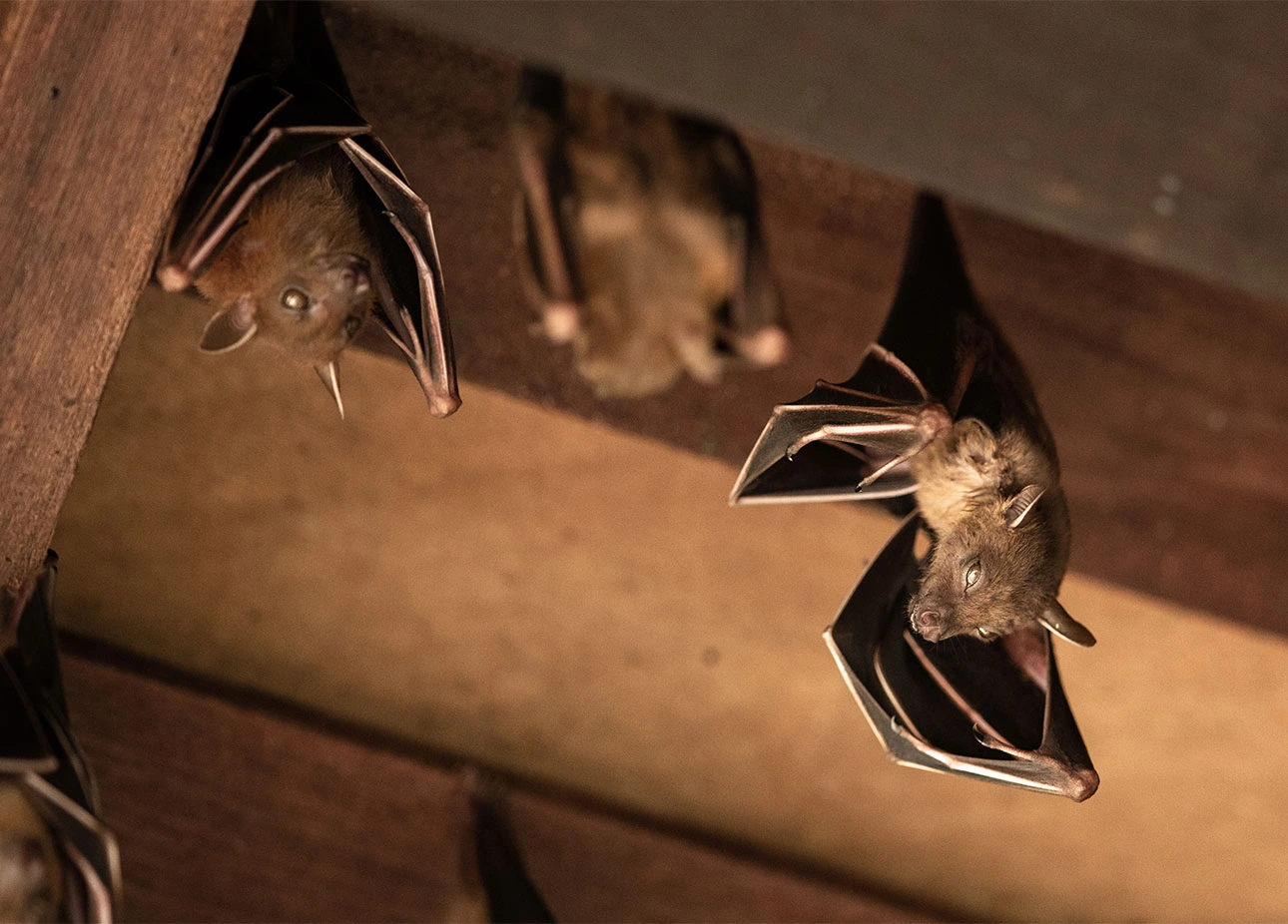 louisiana-bat-control-service