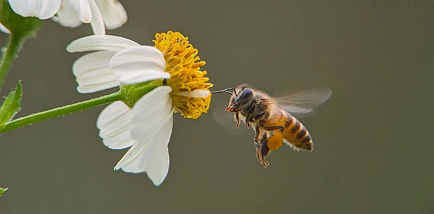 louisiana-bee-pest-control