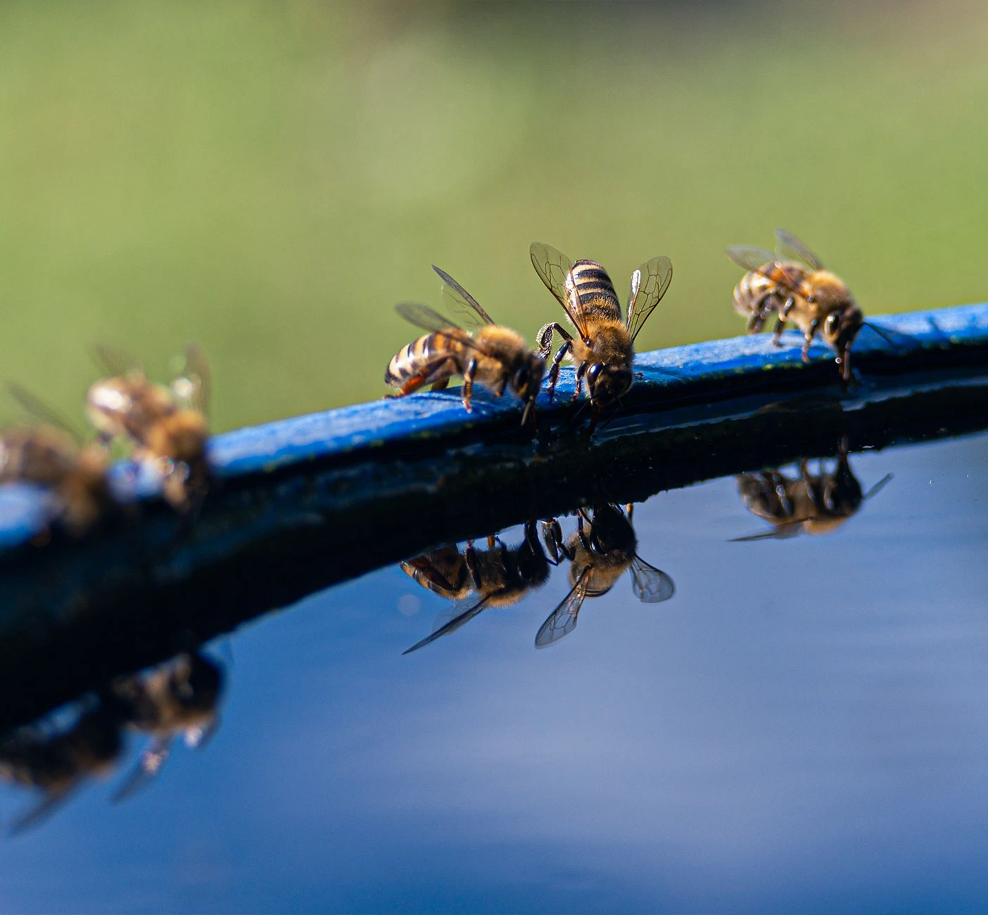 louisiana-bees-pest-control