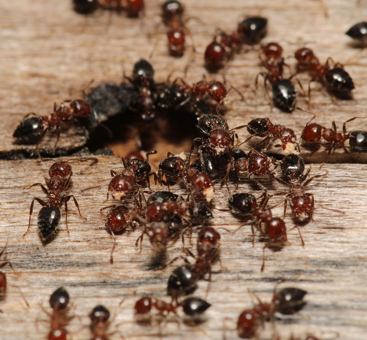 louisiana-carpenter-ants-eating-wood