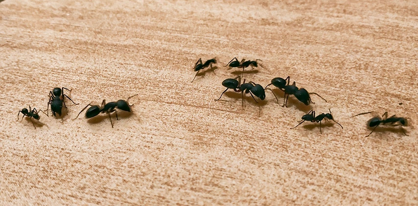 louisiana-carpenter-ants-foraging