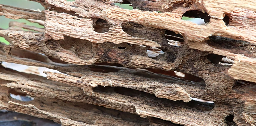 louisiana-carpenter-ants-wood-damage