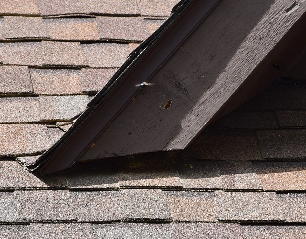 louisiana-carpenter-bee-flying-to-house