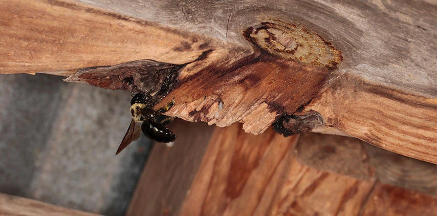 louisiana-carpenter-bee-flying