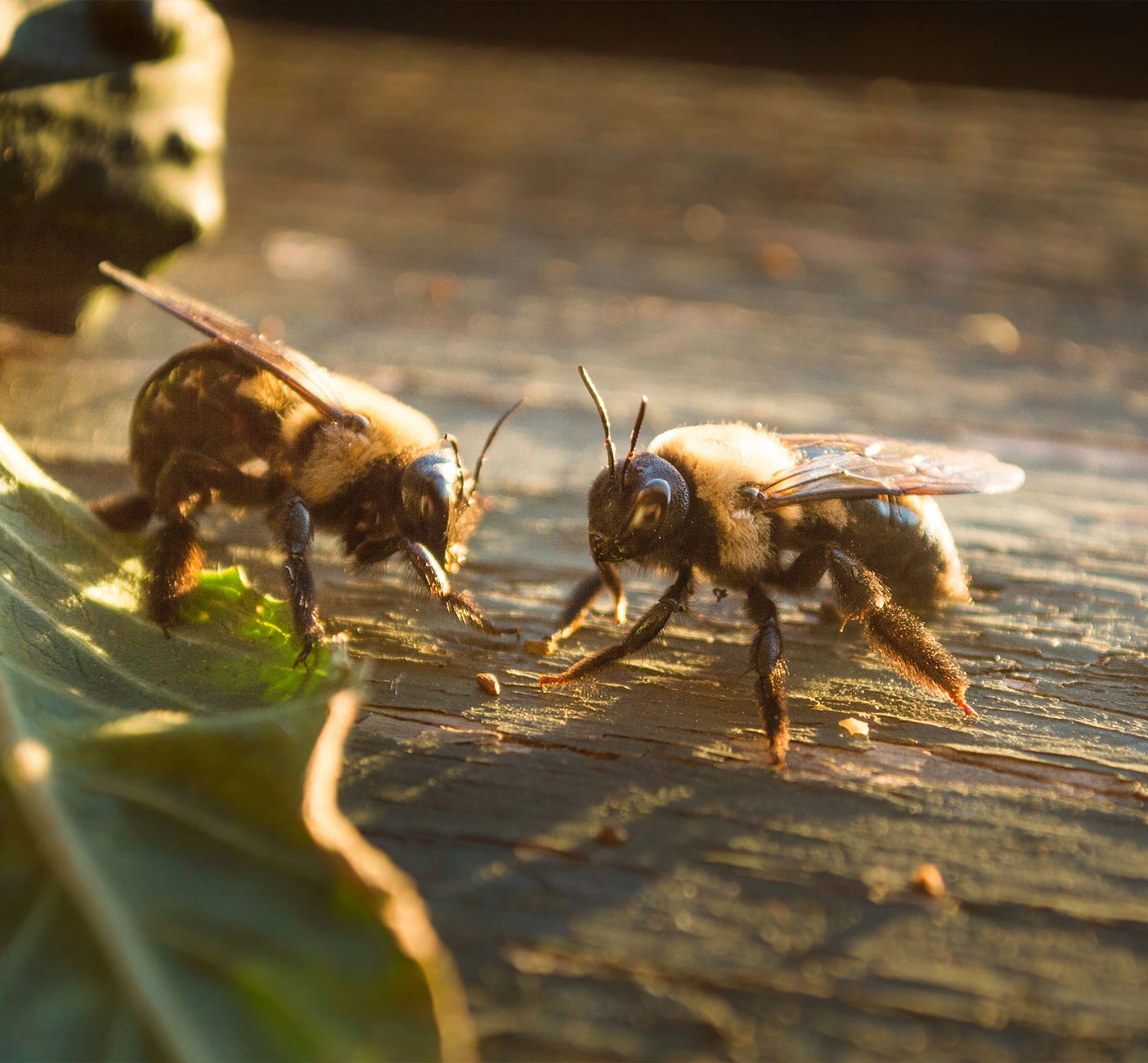 louisiana-carpenter-bees-on-wood