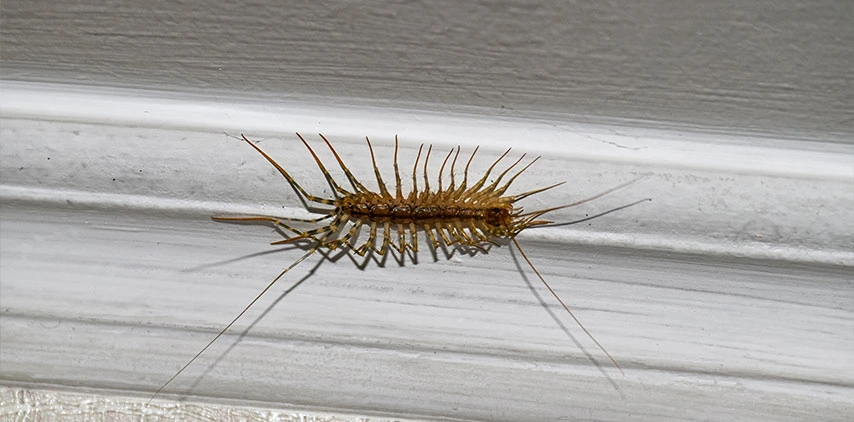 louisiana-centipede-on-inside-wall