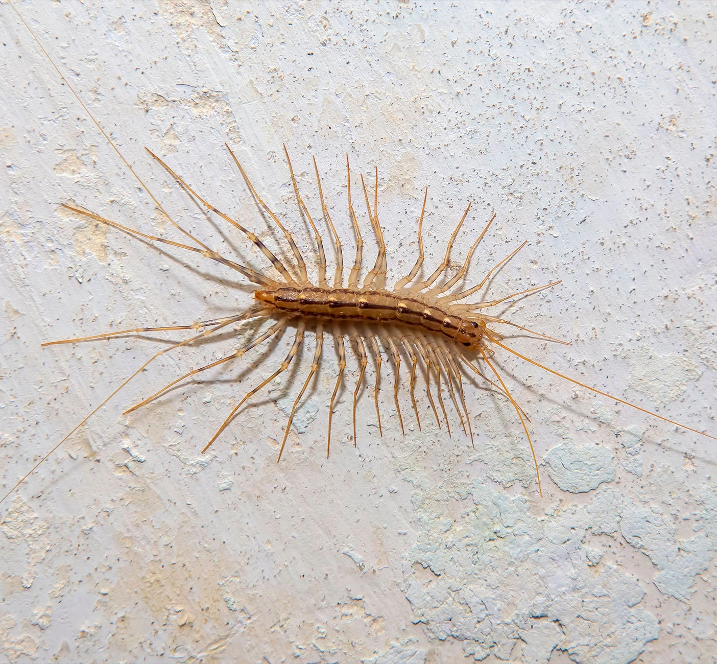 louisiana-centipede-on-outside-wall