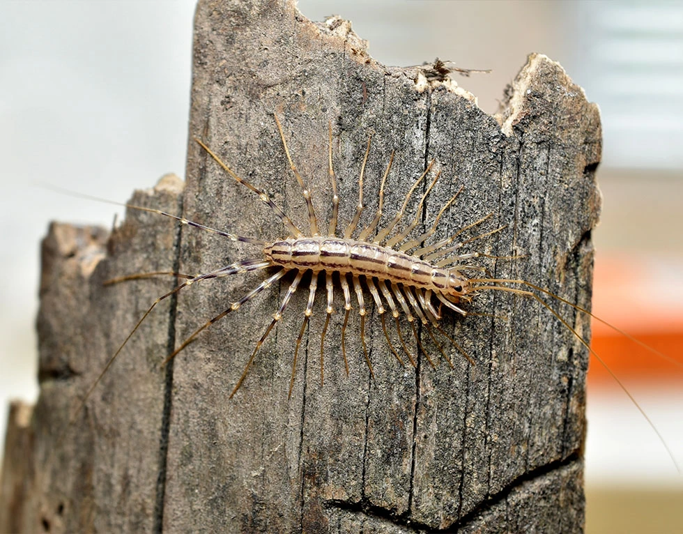 louisiana-centipede-on-wood-outside