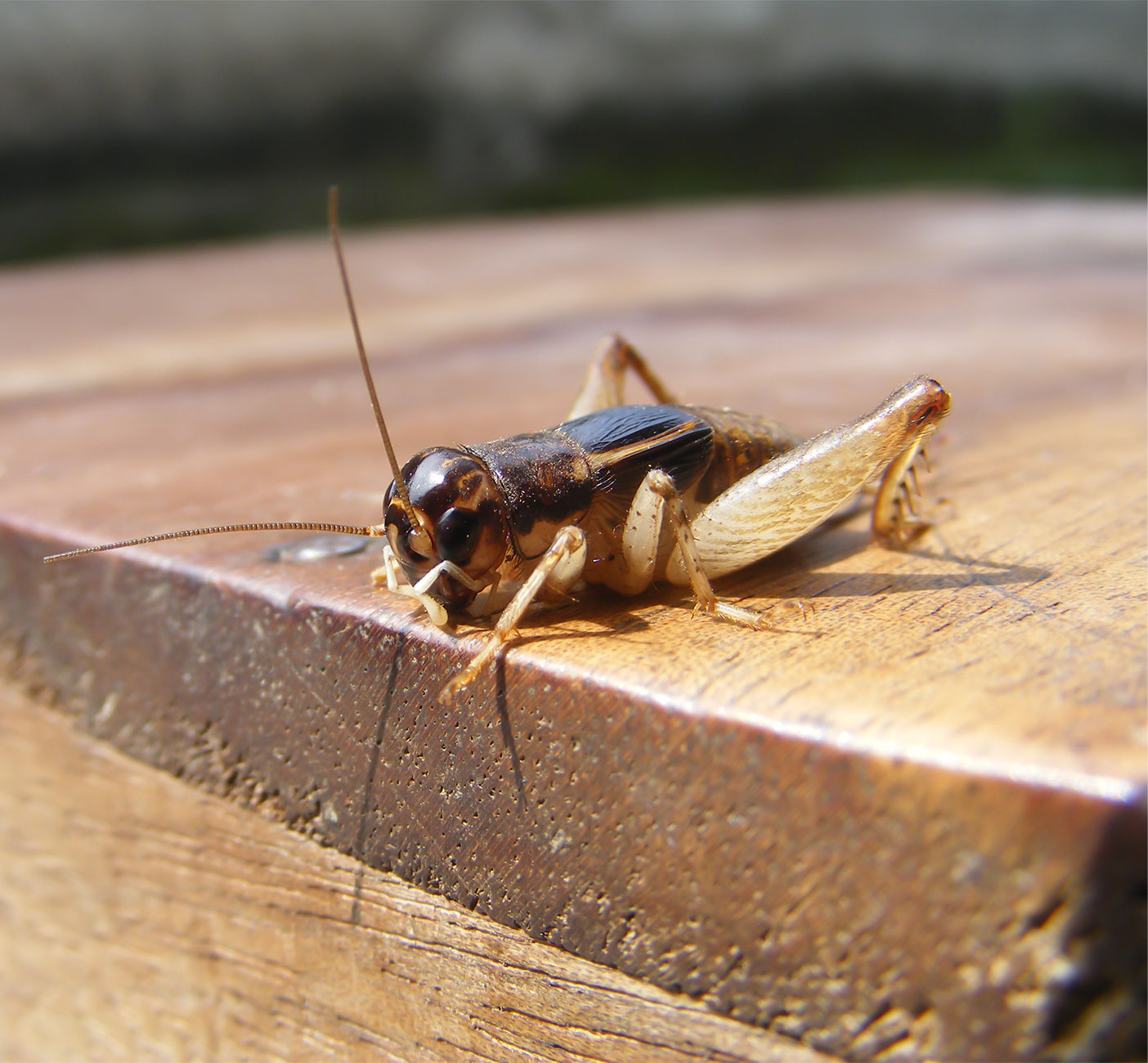 louisiana cricket control