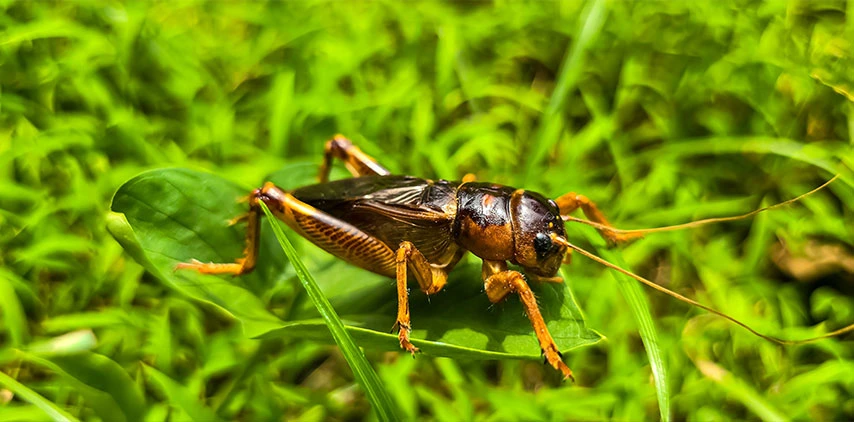louisiana-cricket-on-lawn