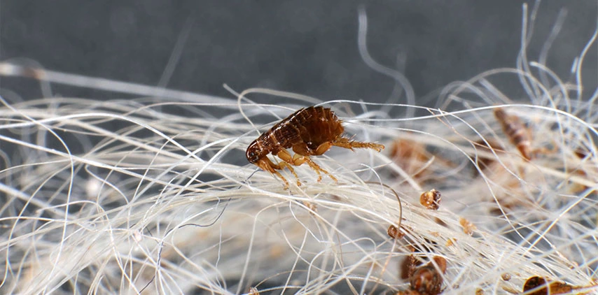 louisiana-dog-flea-pest-control-service