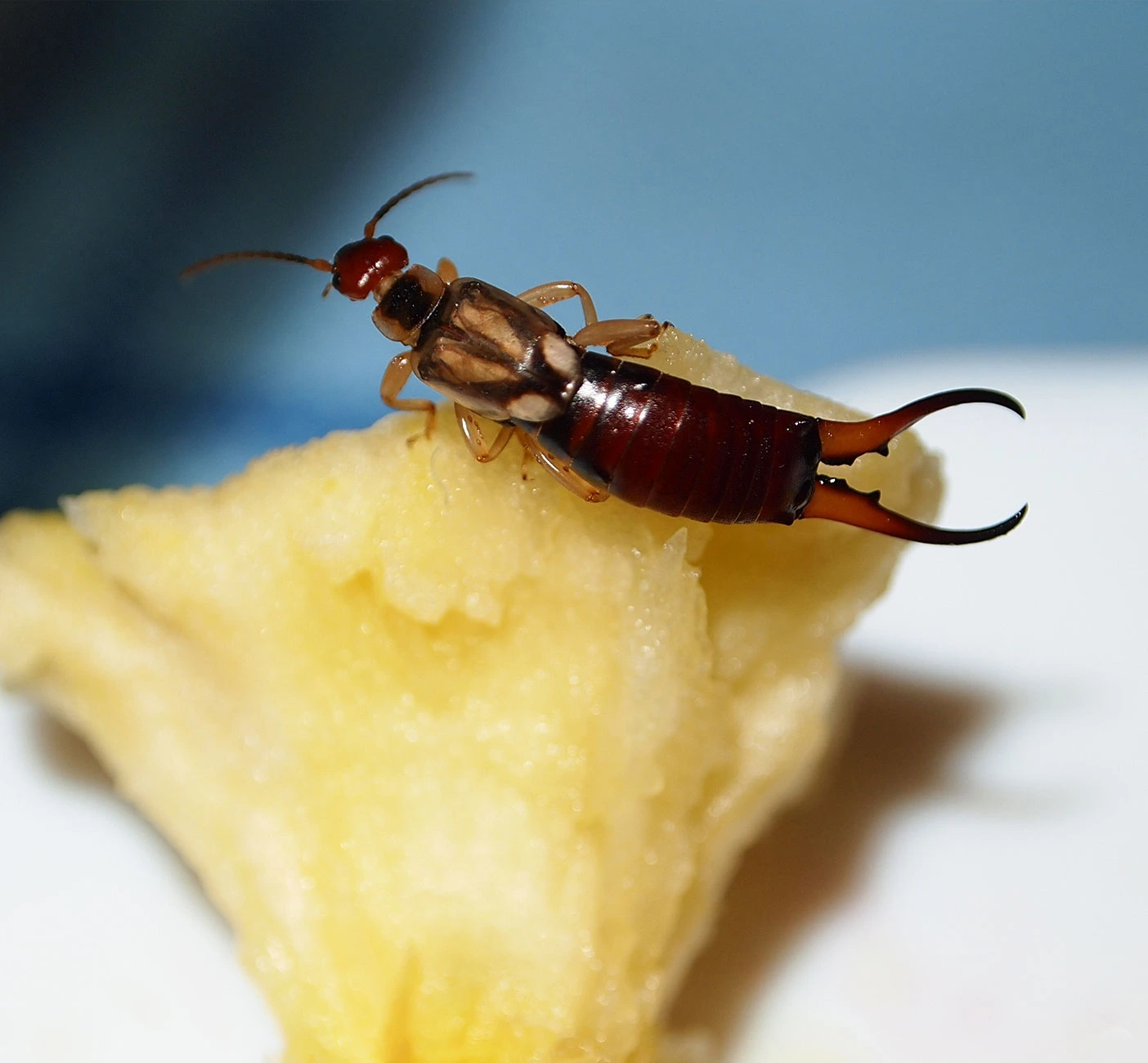 louisiana-earwing-pest-control-service