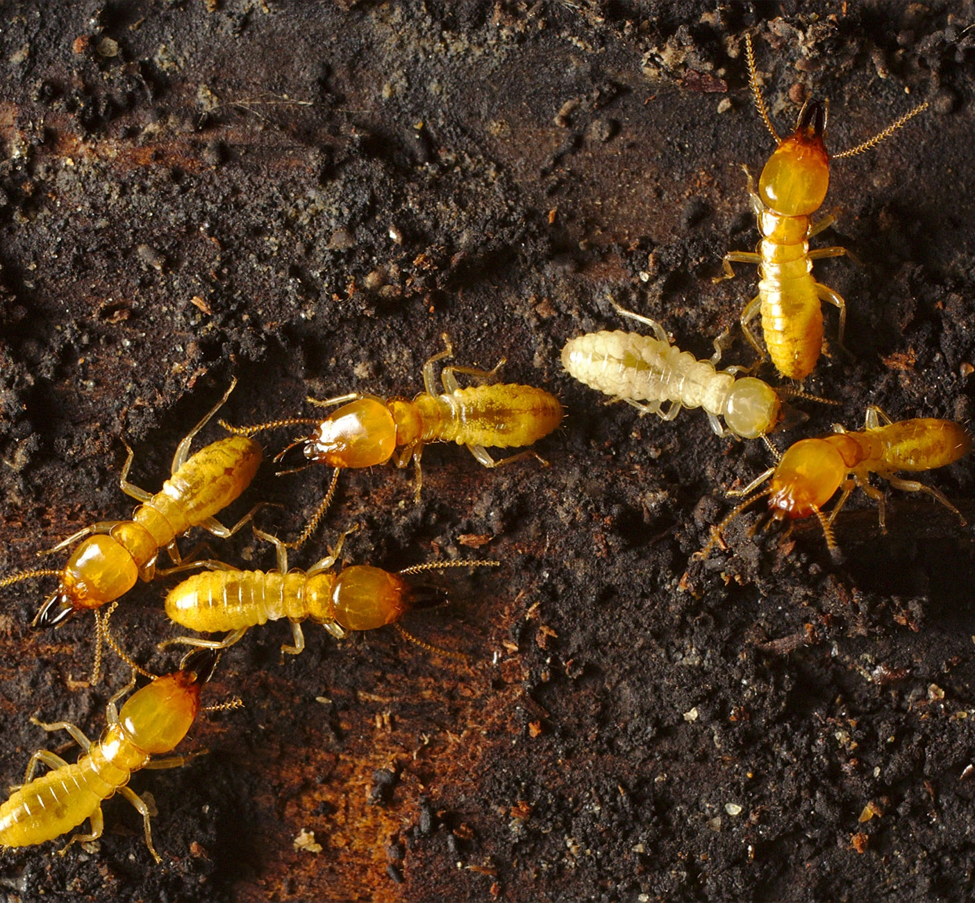 louisiana-formosan-termite-control