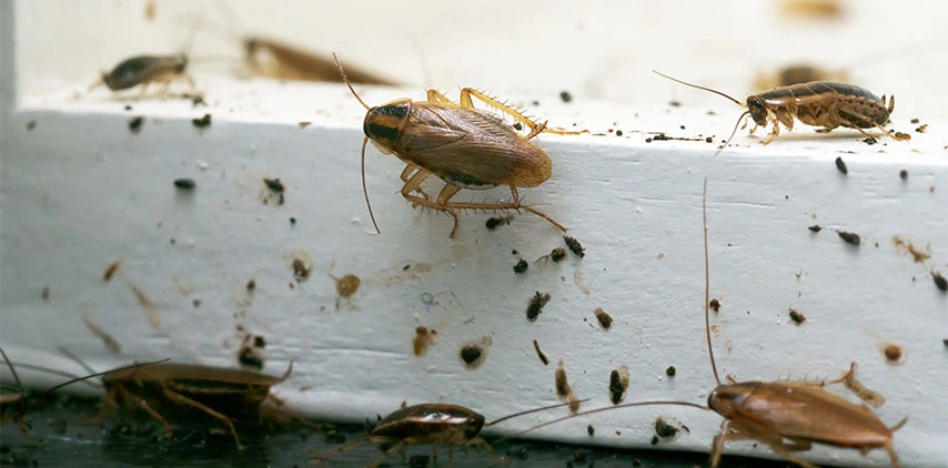 louisiana german cockroaches