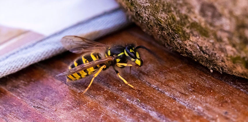 louisiana-hornet-indoor-treatment