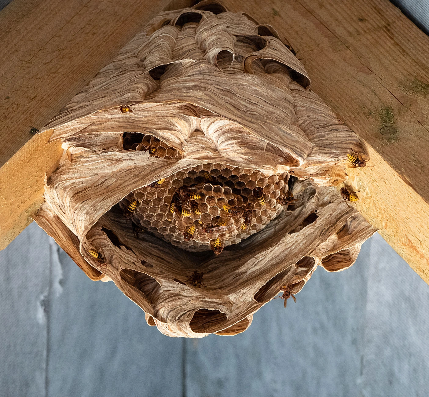 louisiana-hornet-pest-control