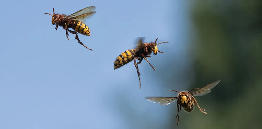 louisiana-hornets-outdoor-pest-control