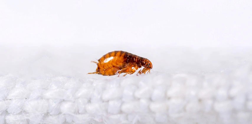 louisiana-indoor-flea-pest-control-service