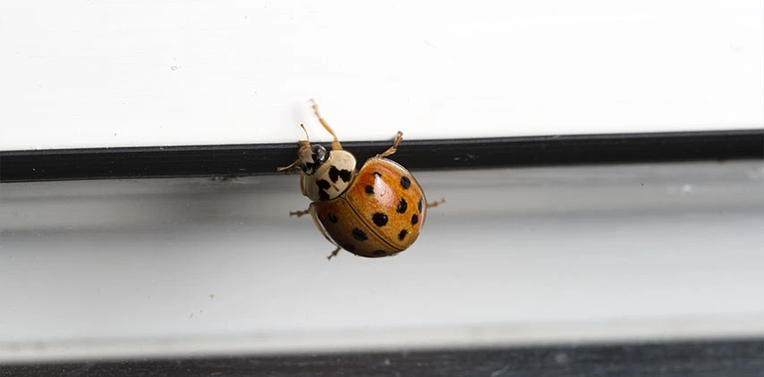 louisiana-ladybug-pest-control