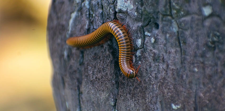 louisiana-millipede-control