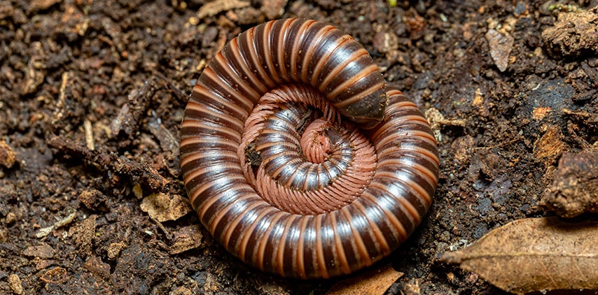louisiana-millipede-pest-control