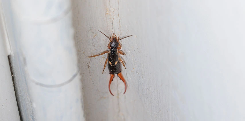 louisiana-outdoor-earwig-control
