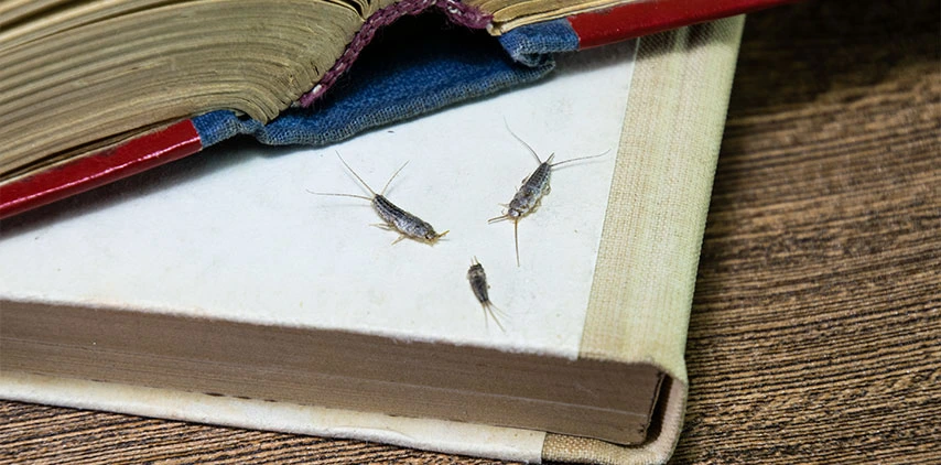louisiana-silverfish-pest-control