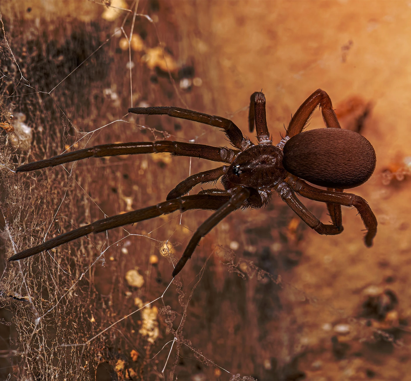 louisiana-southern-house-spider-pest-control