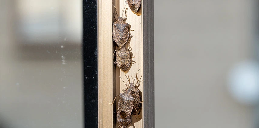 louisiana-stink-bug-control