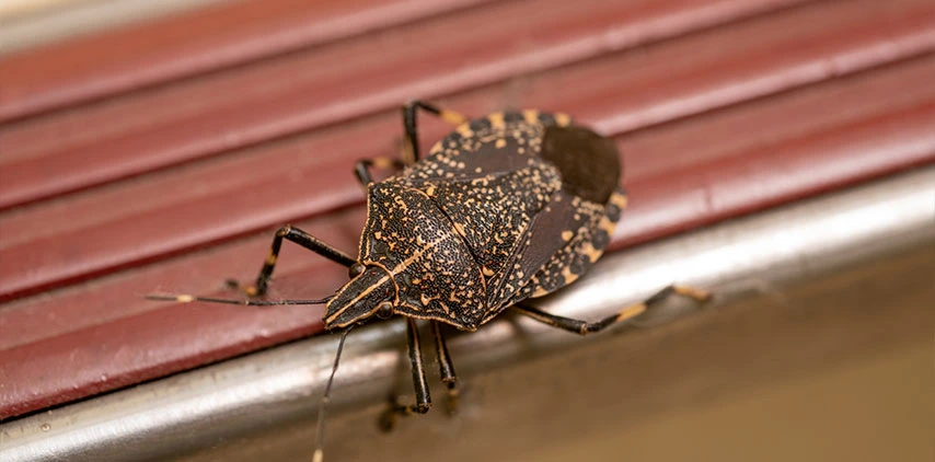 louisiana-stink-bug-pest-control