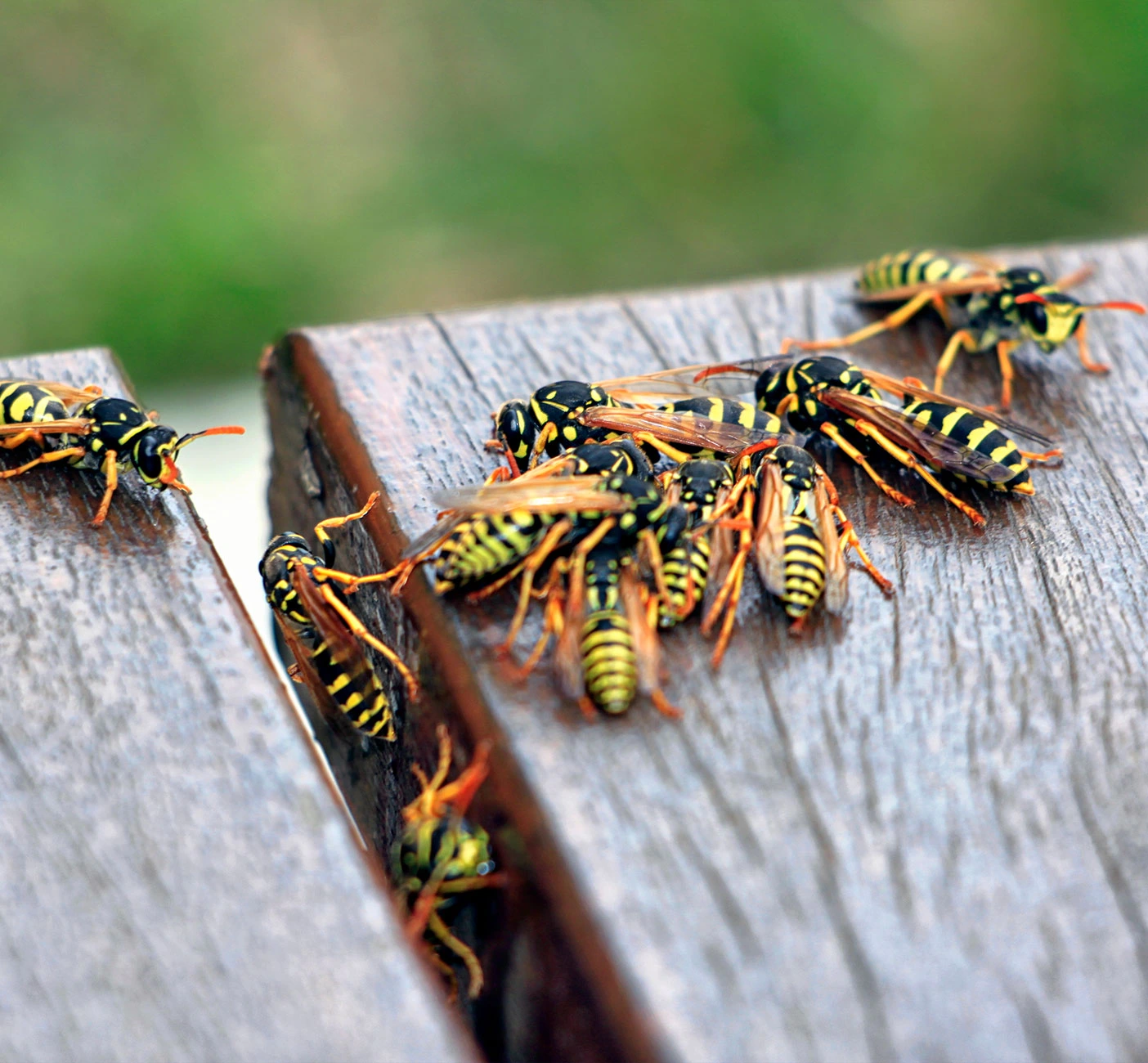 louisiana-wasp-pest-control