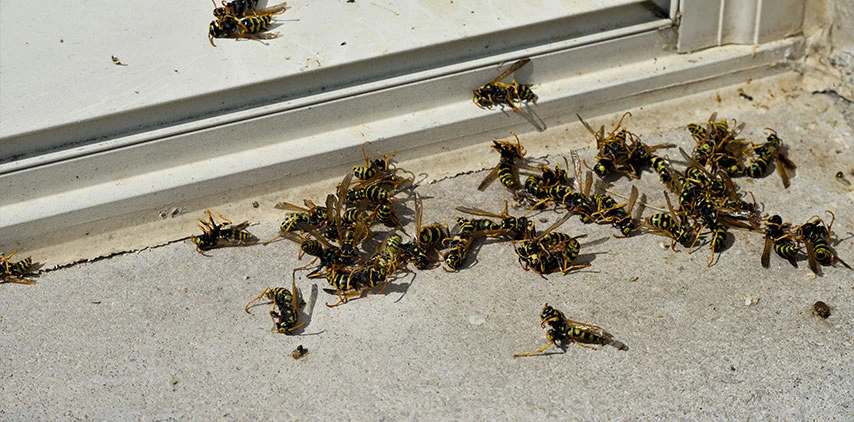 louisiana-yellow-jacket-pest-control-treatment