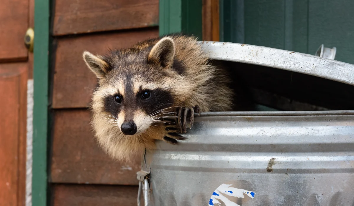 raccoon out of home garbage