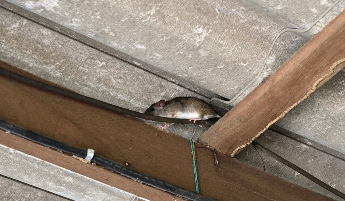 rodent in attic