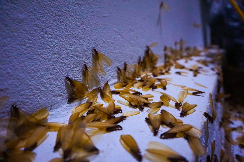 Many winged termites gather on a white ledge near a wall, their brown wings scattered across the surface.