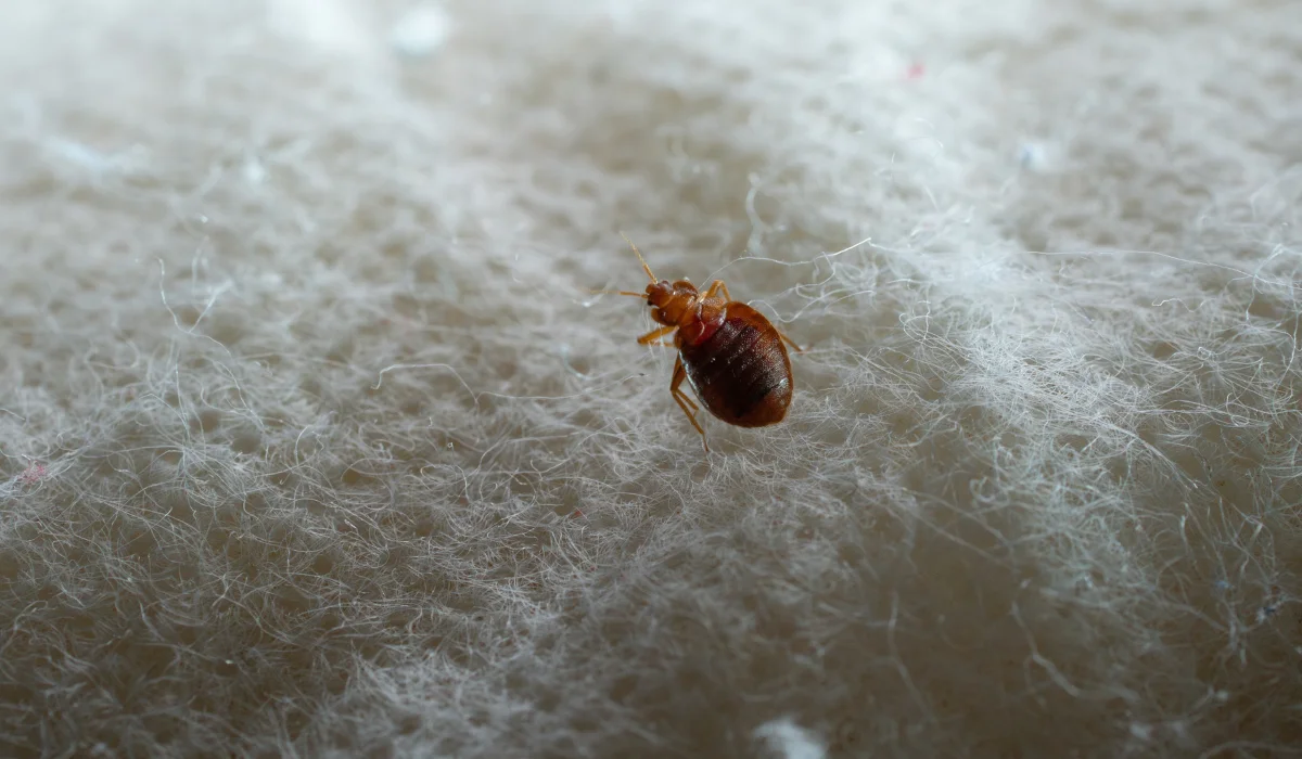 Bedbug on bed and linen macro