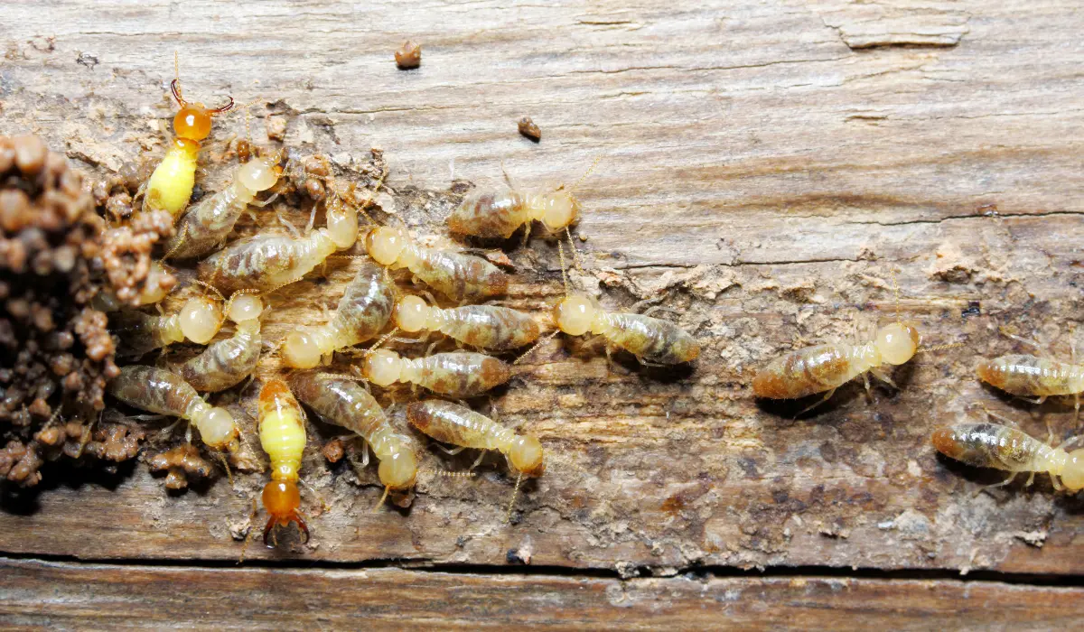 Termite on wood background