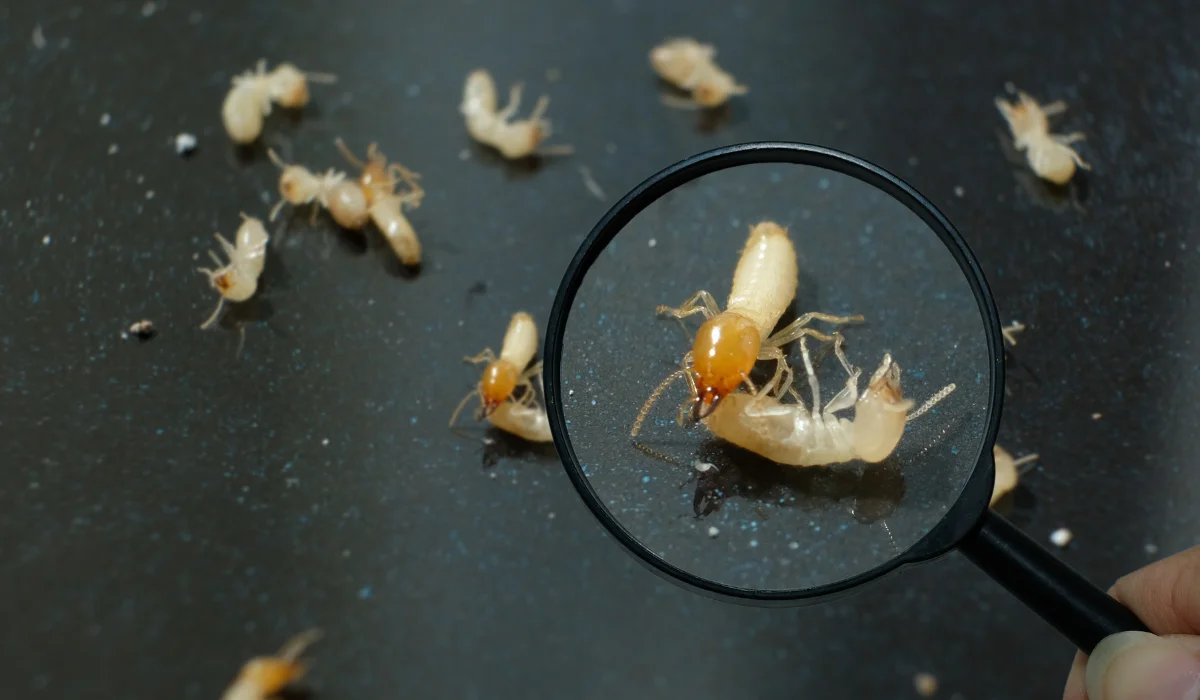 termites close-up