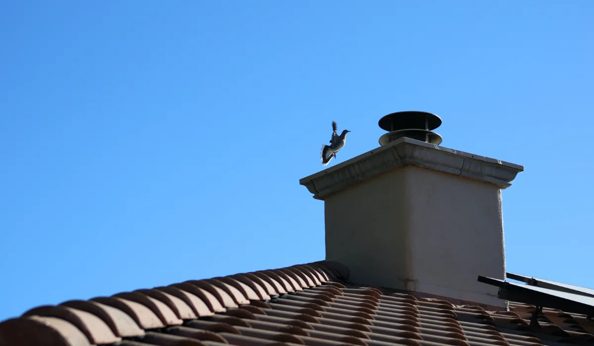 white-winged dove flying toward a chimney