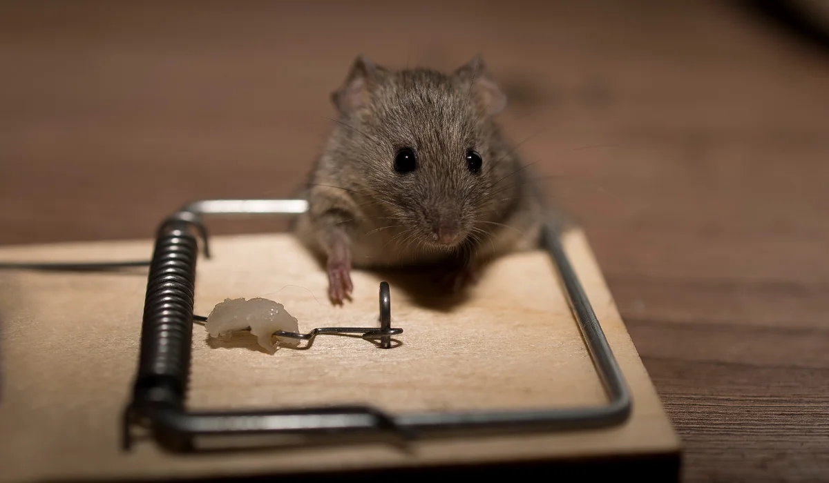A gray mouse fell into a mousetrap