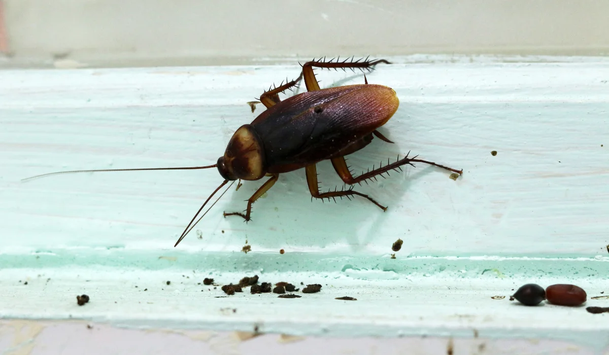 Cockroaches with eggs and feces