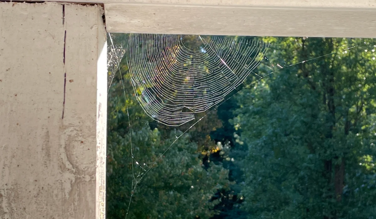 Spider Web on Front Porch