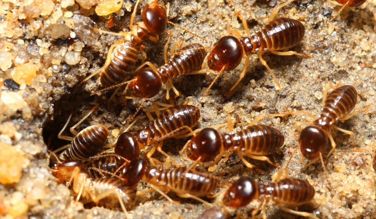 Termites Swarm After Rain