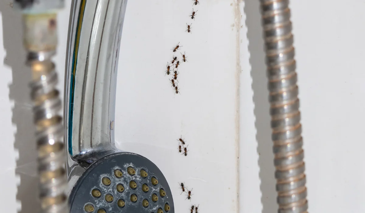 ants in the shower